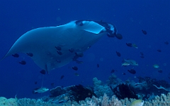 Raja Ampat 2016 - Manta Biostris - Oceanic Manta Ray - Raie Manta Oceanique - IMG_4233_rc_filtered